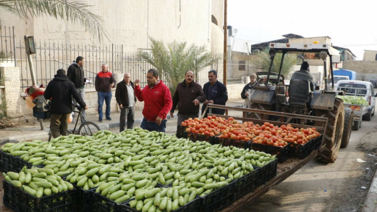 العنصرية الإسرائيلية تطال المزروعات الفلسطينية مركز أبحاث مينا